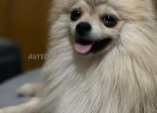 magnifique chiot Spitz Pomeranian 
