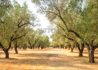 Magnifique ferme agricole 