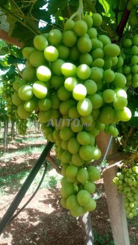 Terrain agricole très bien aménagé de 9,7ha
