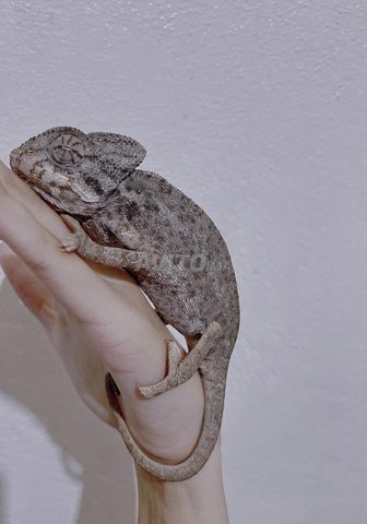 Caméléon Commun