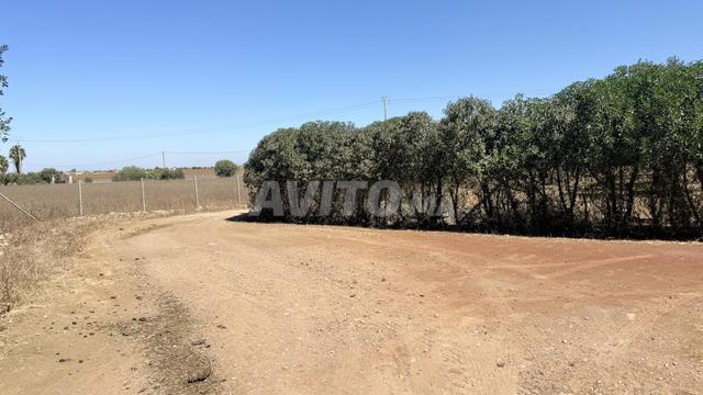 Terrain agricole de 1,5 ha titré à Benslimane - 2