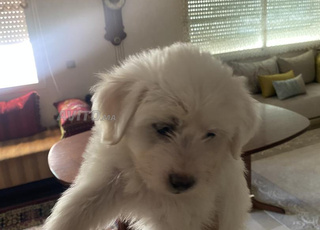 Chiot Bichon Maltais femelle à vendre