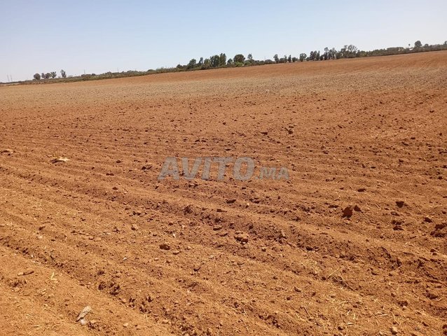 🏞 Terrain Agricole à vendre – Sidi Yahya Al-Zaer