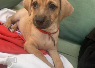 CHIEN CHIWAWA DOMESTIQUE 