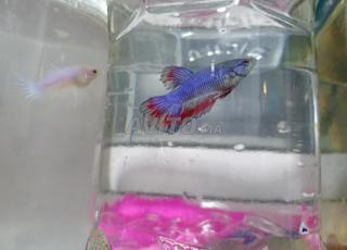 Beta fish a vendre 