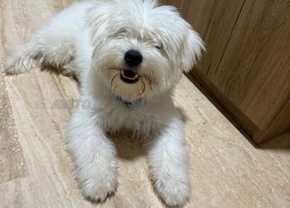Bichon maltais
