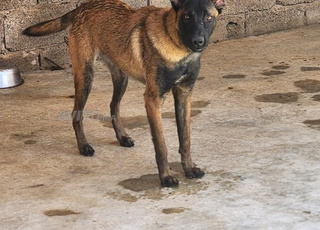 Chien de race Malinois Chagbonni