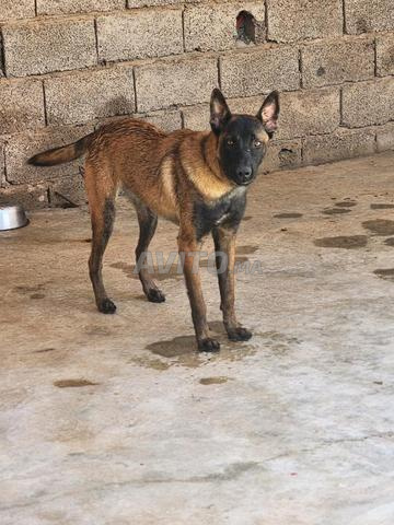 Chien de race Malinois Chagbonni