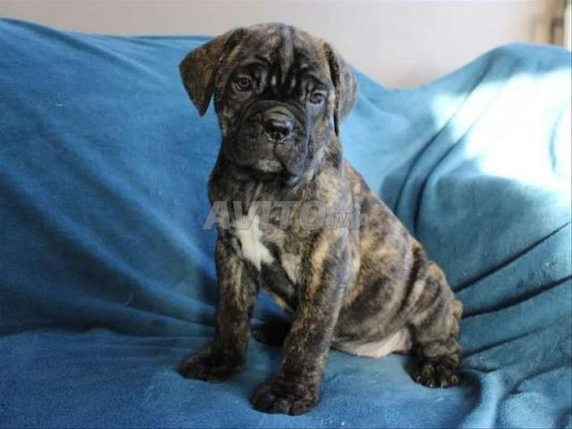 Cane corso bringé pure race 2 mois femelle