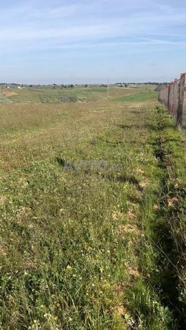 أرض فلاحية محفظة للبيع (2 هكتار) - 2