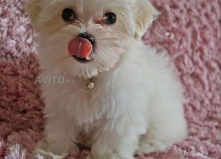 Bichon maltais nain كلب من نوع 