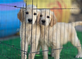 très Belle chiot Golden Retriever 