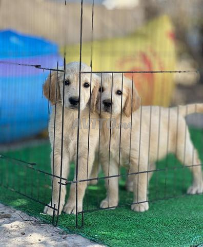 très Belle chiot Golden Retriever 