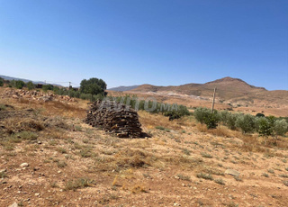 حطب الزيتون للبيع – جوج طن جاهز