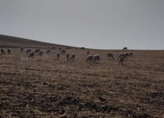 Terrain agricole à vendre titré 2,2 hectares