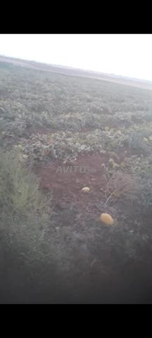 قطعة أرضية فلاحية للبيع بمقام الطلبة تيفلت   - 2