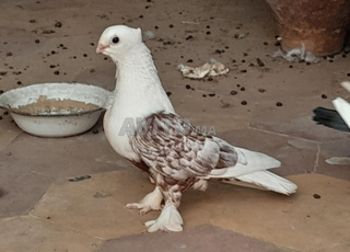 حمام العنيبرة