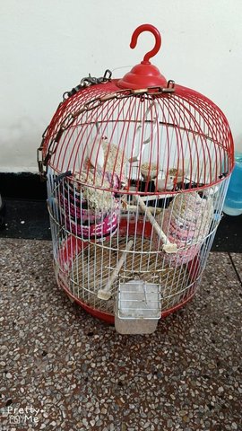 Vente d une cage a oiseaux avec 3 mandarins