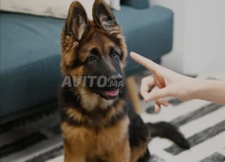 dressage des chiens (fés)