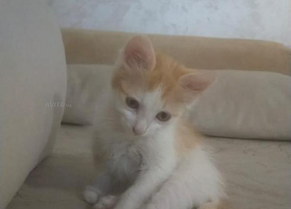 Chatte 2mois