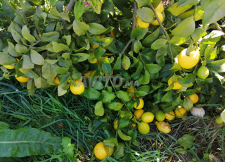 Jolie petite ferme dans emplacement idéal