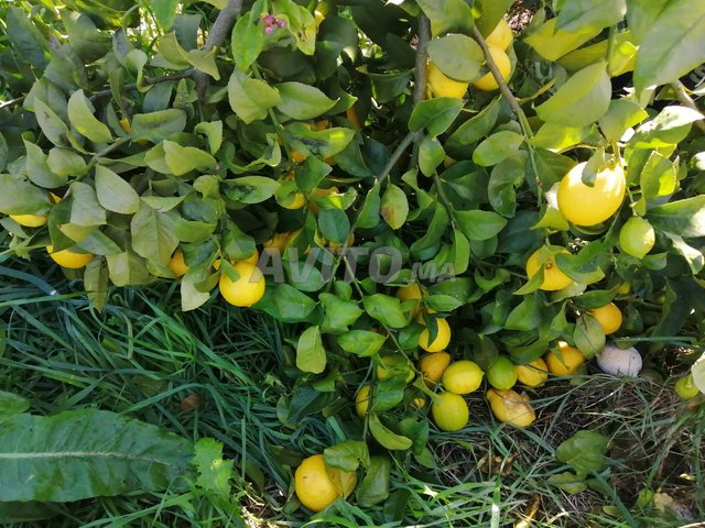 مزرعة صغيرة جميلة في موقع مثالي