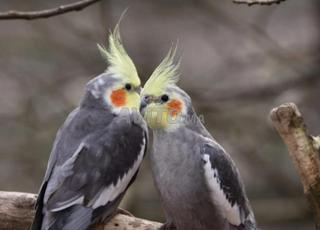 القنيطرة حي الخيازات 