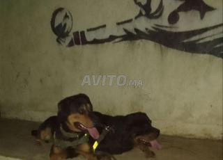 ذكر و أنثى روتويلر