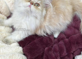 persan chaton 