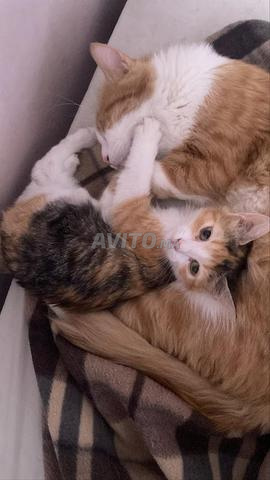 La belle Ghita cherche une famille (pas à vendre)