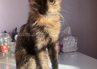 Adorable chatte à adopter (pas à vendre)