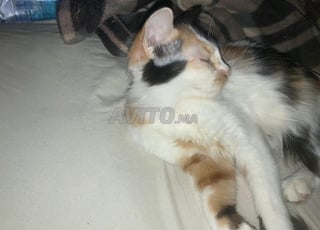 Magnifique Zoé cherche une famille (pas à vendre)