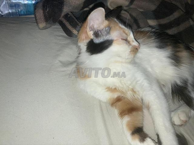 Magnifique Zoé cherche une famille (pas à vendre)