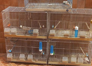 أقفاص للطيور