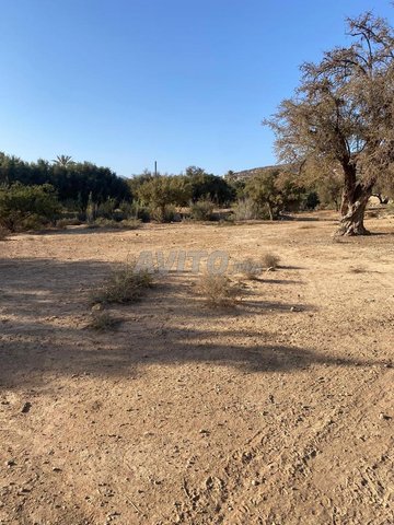 terrain titré à tagadirat 