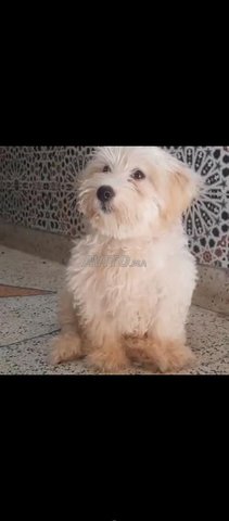 femelle bichon maltais race pure 