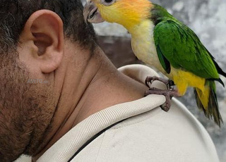 طائر الكاييك مدريي