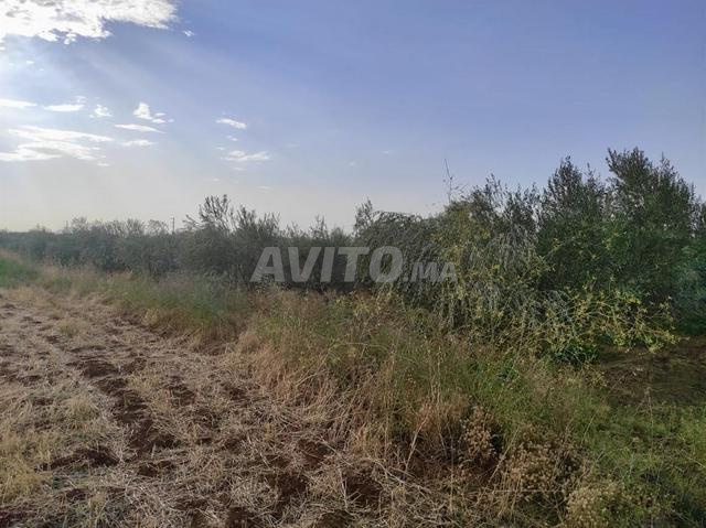 Terrain agricole Route d’Ourika 9600m² - Oliviers  - 2