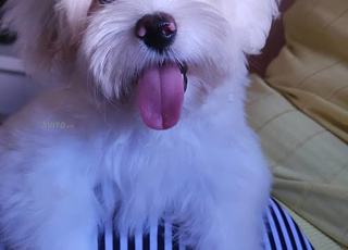 À vendre Adorable Bichon Maltais femelle