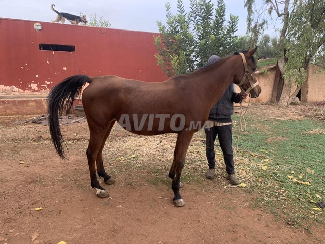 cheval jument pur sang arabe