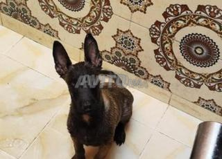 طريق وربطة هبيشات تجزئة ويءام ههه