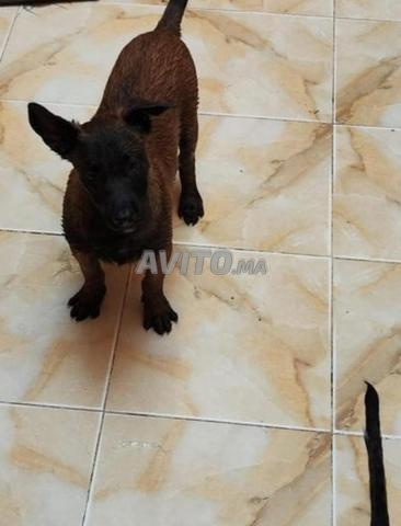 طريق وربطة هبيشات تجزئة ويءام ههه - 2