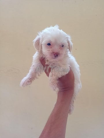 bichon toy 
