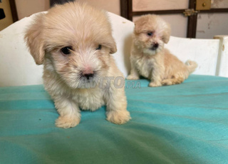 كنيش  بيشو caniche bichon maltais 