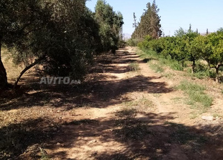 Terrain agricole avec 1 ha d'oliviers et 1 ferme
