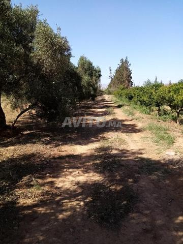 Terrain agricole avec 1 ha d'oliviers et 1 ferme