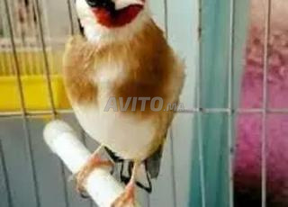 chardonnay widaniكوبلور 