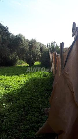 Ferme agricole à vendre – 2 ha - 2