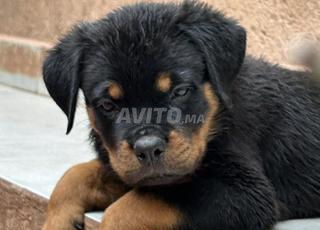 Rottweiler pedigree 