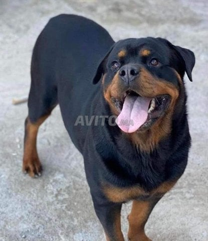 Femelle Rottweiler 